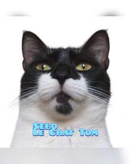 Le Chat Tom