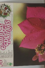 Minhas Plantas Volume 38- Flor-de-Maio