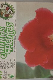 Minhas Plantas Volume 48- Gloxínia